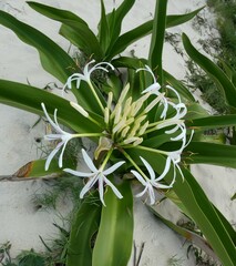 Crinum pedunculatum
