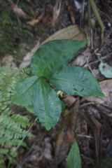 Goodyera