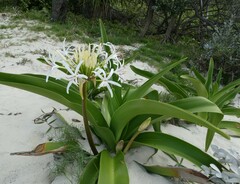 Crinum pedunculatum