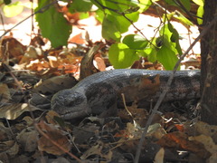 Tiliqua scincoides