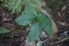 Goodyera