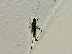 Conocephalus melaenus