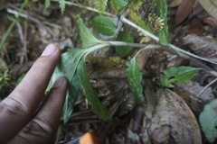 Goodyera
