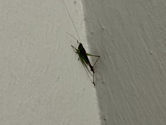 Conocephalus melaenus