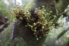 Ficus fistulosa