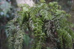 Hymenophyllum