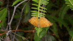 Cirrochroa tyche mithila