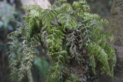 Hymenophyllum