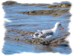 Larus argentatus