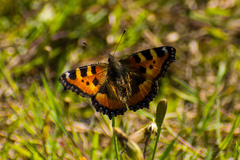 Aglais urticae