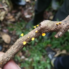Calycina