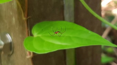 Argyrodes flavescens