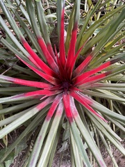 Fascicularia bicolor