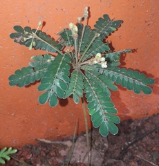 Biophytum sensitivum