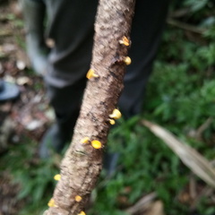 Calycina