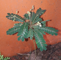 Biophytum sensitivum
