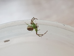 Diaea dorsata