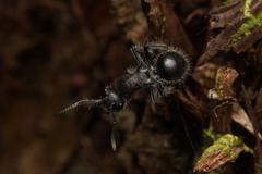 Polyrhachis punctiventris