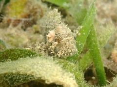 Scorpaenidae