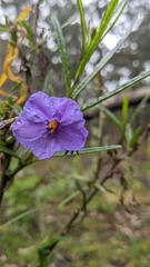 Solanum vescum