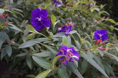 Melastomeae