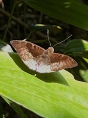 Euthalia monina monina