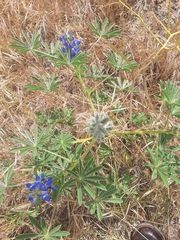Lupinus cosentinii