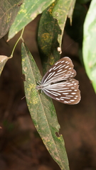 Pareronia hippia