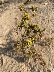 Deinandra fasciculata