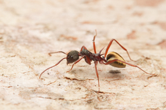 Dolichoderus extensispinus