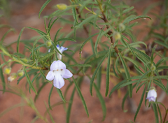 Eremophila gilesii