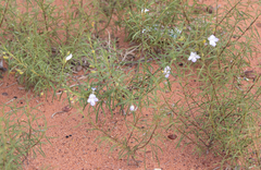 Eremophila gilesii