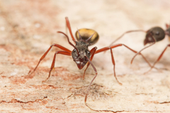 Dolichoderus extensispinus