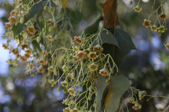 Brachychiton populneus