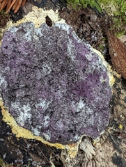 Nectriopsis violacea