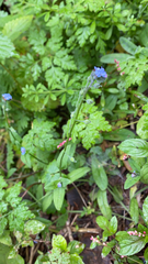 Myosotis arvensis