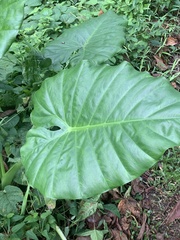 Alocasia