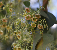 Brachychiton populneus