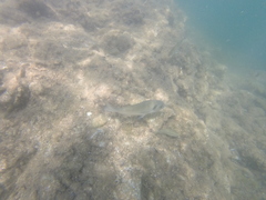 Sparus auratus
