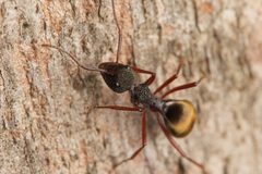 Dolichoderus extensispinus