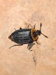 Oxelytrum discicolle