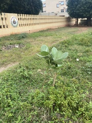 Calotropis procera image