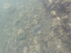 Sparus auratus