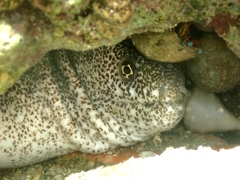 Gymnothorax pictus
