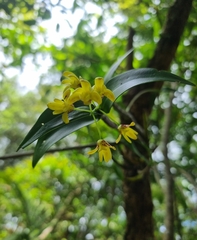 Dendrobium gracilicaule