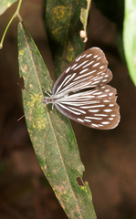 Pareronia hippia