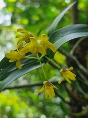 Dendrobium gracilicaule