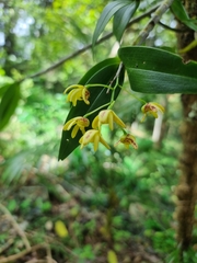 Dendrobium gracilicaule