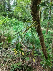 Dendrobium gracilicaule