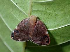 Parapiromis translucida